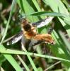 Bombylius major